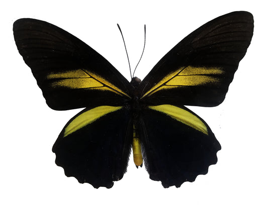 Battus crassus, Crassus Swallowtail Butterfly - Little Caterpillar Art Little Caterpillar Art Butterfly Specimens