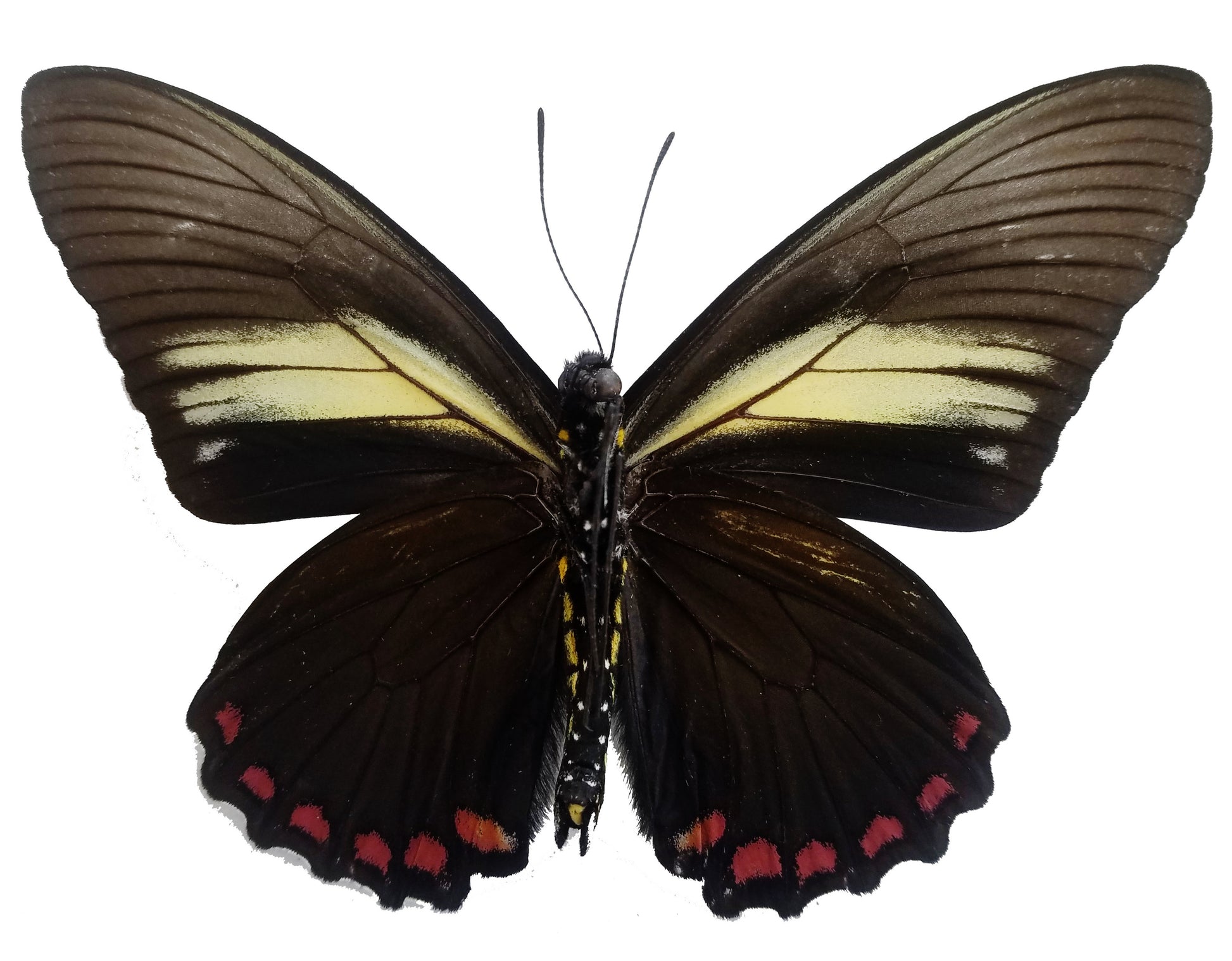 Battus crassus, Crassus Swallowtail Butterfly - Little Caterpillar Art Little Caterpillar Art Butterfly Specimens