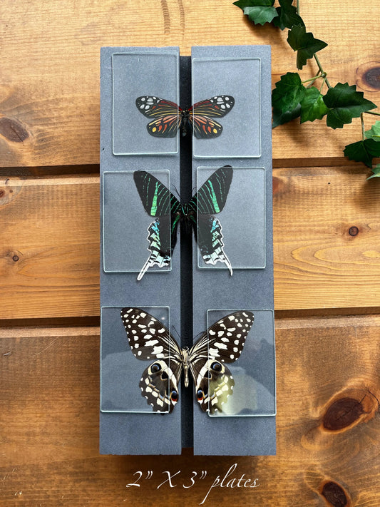 Butterfly Mounting Glass Slides - Little Caterpillar Art Little Caterpillar Art Mounting Equipment