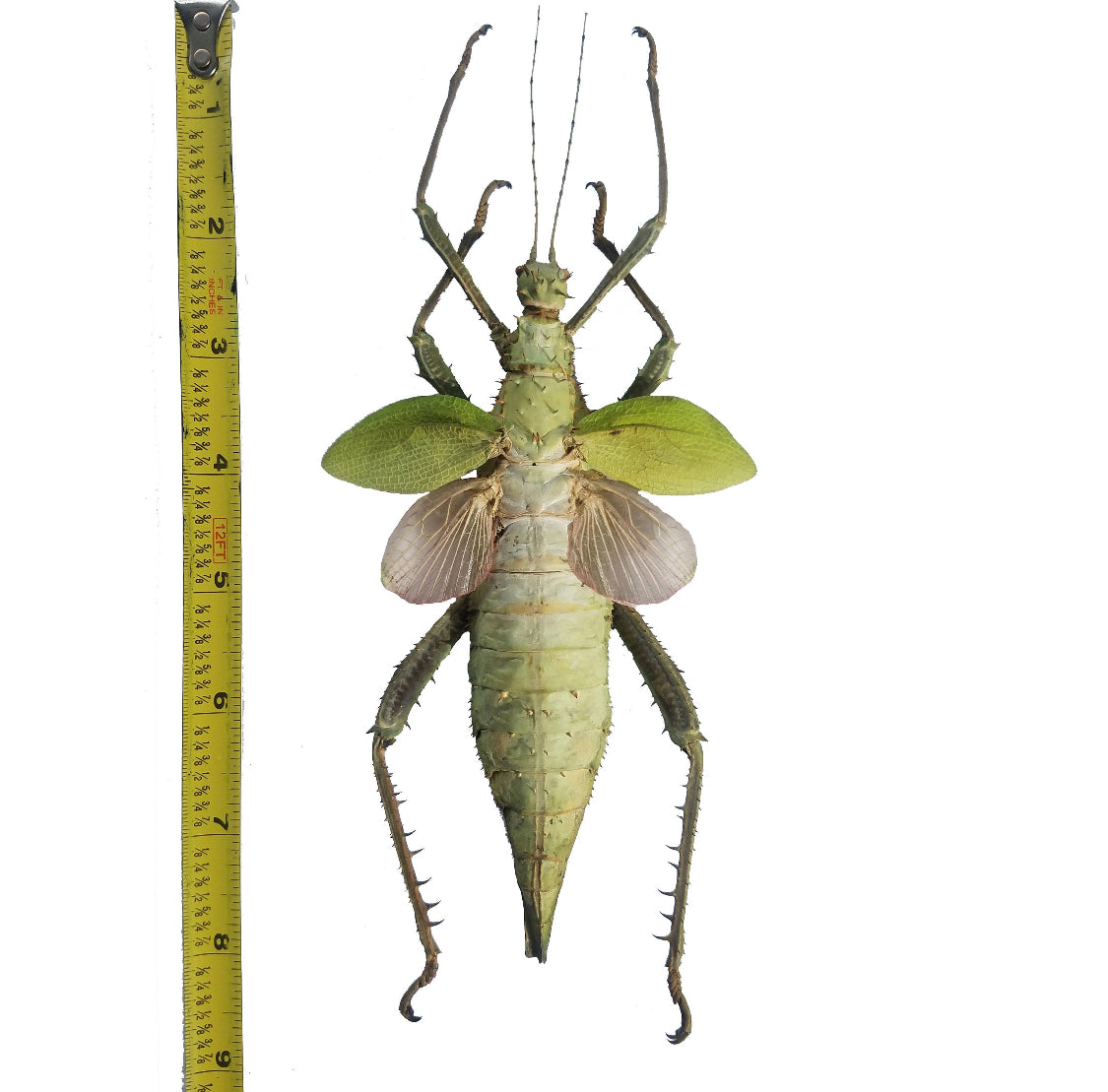Heteropteryx dilatata, HUGE Jungle Nymph UNSPREAD - Little Caterpillar Art Little Caterpillar Art Insect Specimens