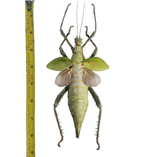 Heteropteryx dilatata, HUGE Jungle Nymph UNSPREAD - Little Caterpillar Art Little Caterpillar Art Insect Specimens