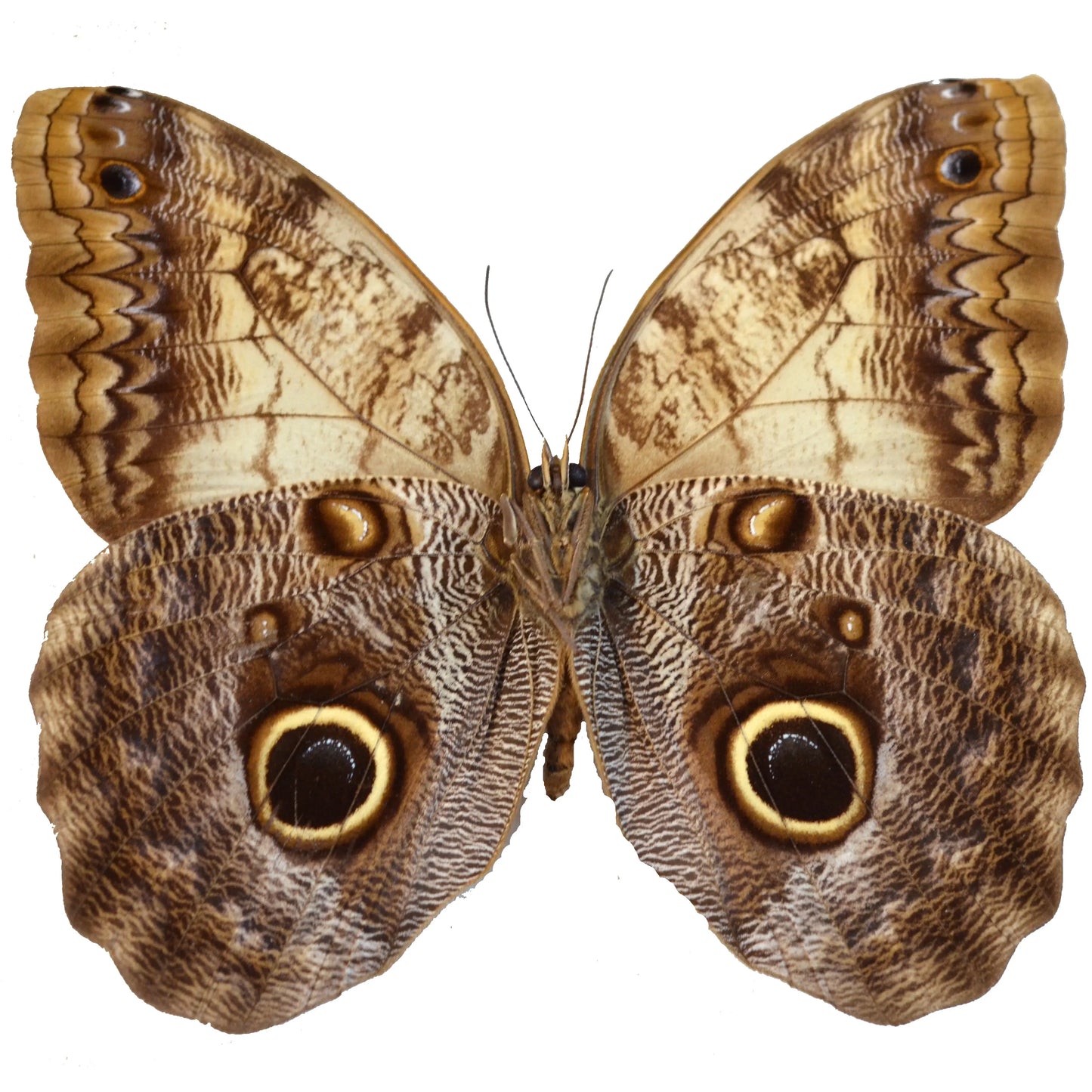 Caligo eurilochus, Giant Owl Butterfly - Little Caterpillar Art Little Caterpillar Art Butterfly Specimens