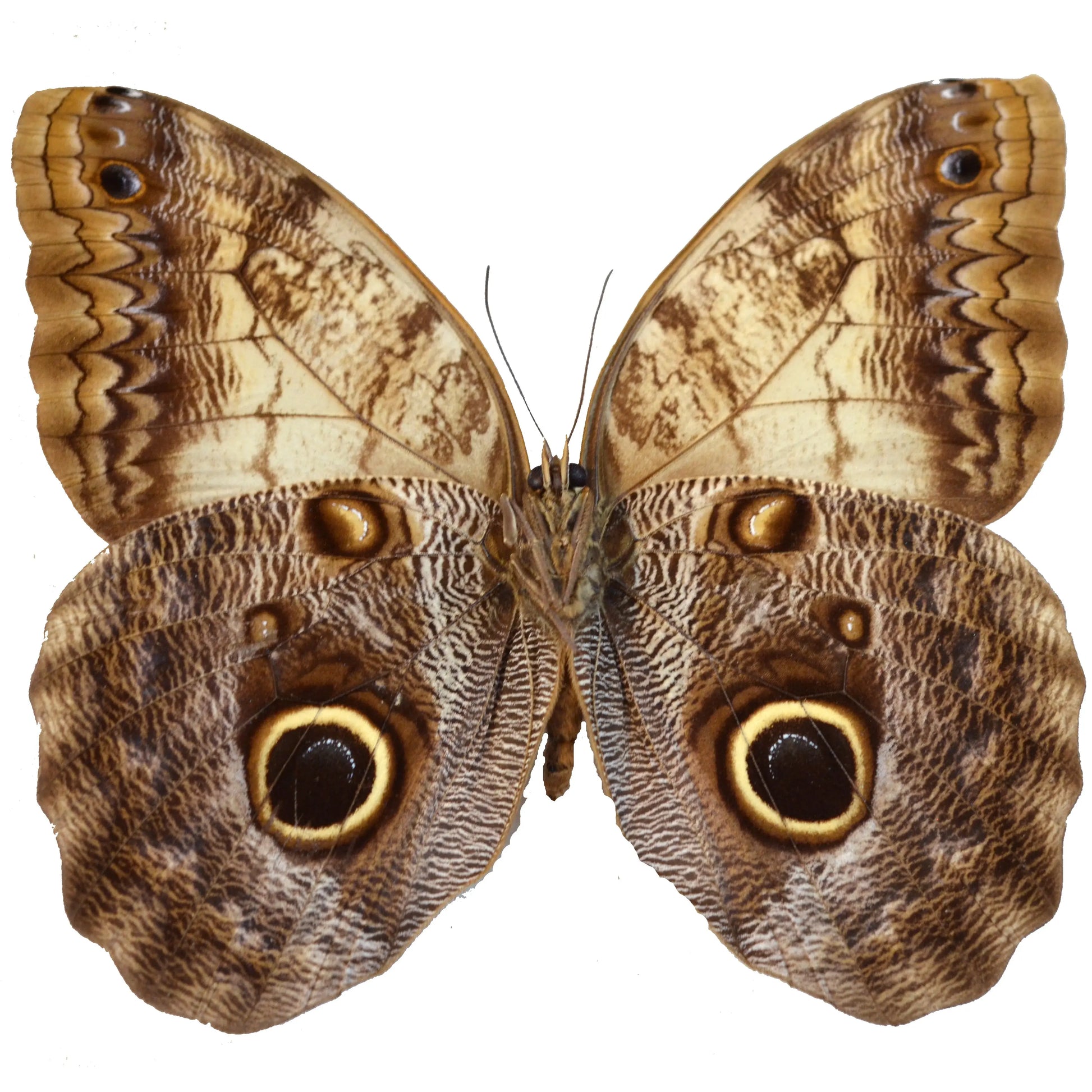 Caligo eurilochus, Giant Owl Butterfly - Little Caterpillar Art Little Caterpillar Art Butterfly Specimens