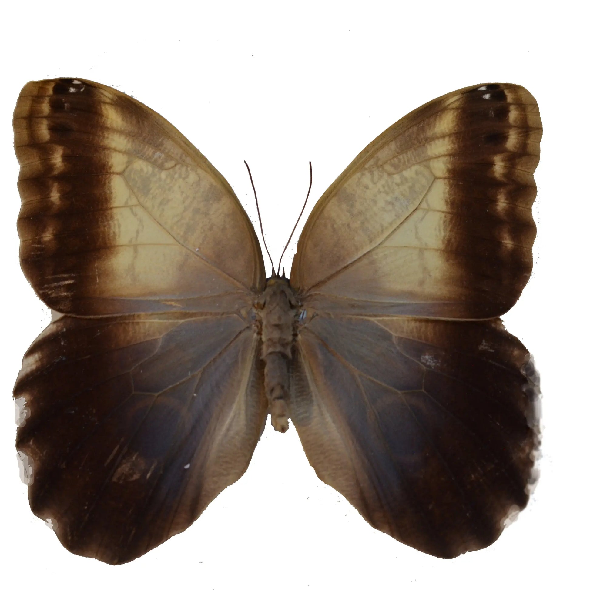 Caligo eurilochus, Giant Owl Butterfly - Little Caterpillar Art Little Caterpillar Art Butterfly Specimens