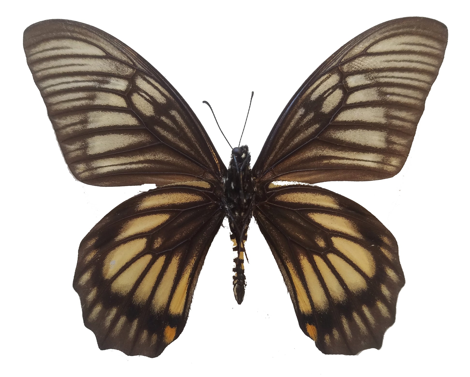 Chilasa veiovis, Swallowtail Butterfly - Little Caterpillar Art Little Caterpillar Art Butterfly Specimens