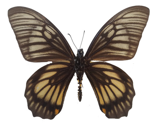 Chilasa veiovis, Swallowtail Butterfly - Little Caterpillar Art Little Caterpillar Art Butterfly Specimens