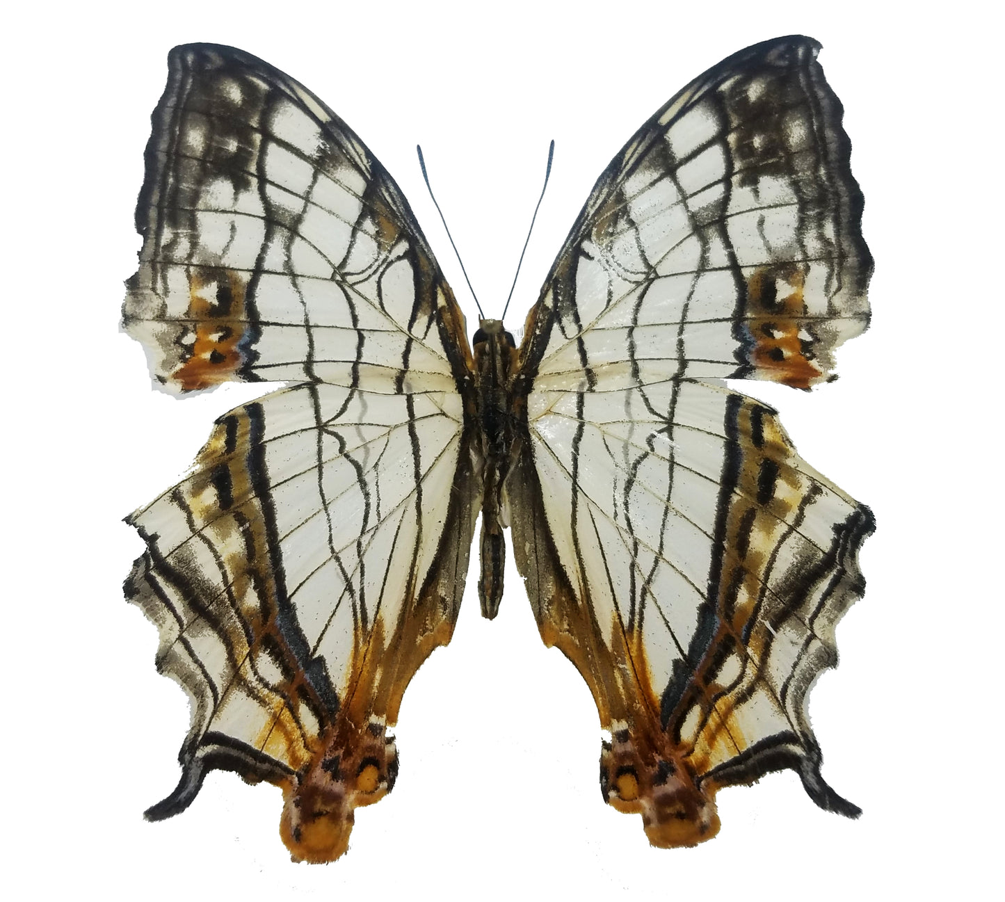 Cyrestis thyodamas, the Common Map Butterfly - Little Caterpillar Art Little Caterpillar Art Butterfly Specimens