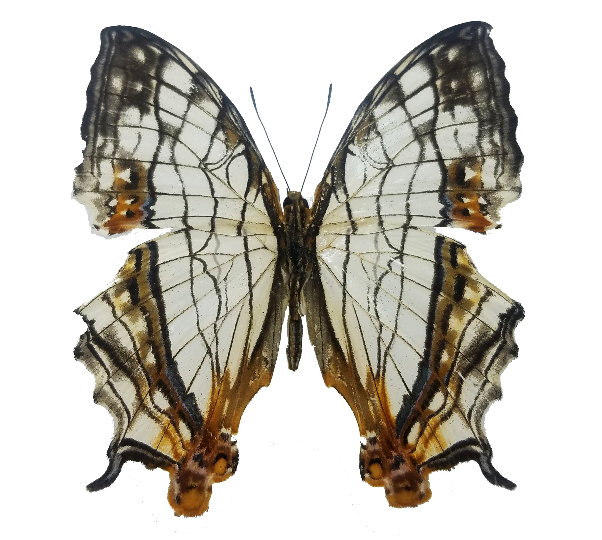 Cyrestis thyodamas, the Common Map Butterfly - Little Caterpillar Art Little Caterpillar Art Butterfly Specimens