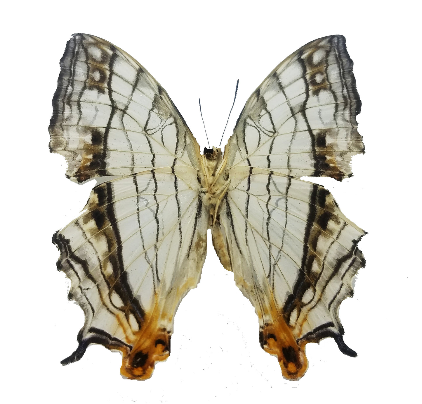 Cyrestis thyodamas, the Common Map Butterfly - Little Caterpillar Art Little Caterpillar Art Butterfly Specimens