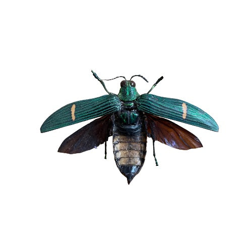 LARGE Jewel Beetle 'Catoxantha opulenta' Wings Closed