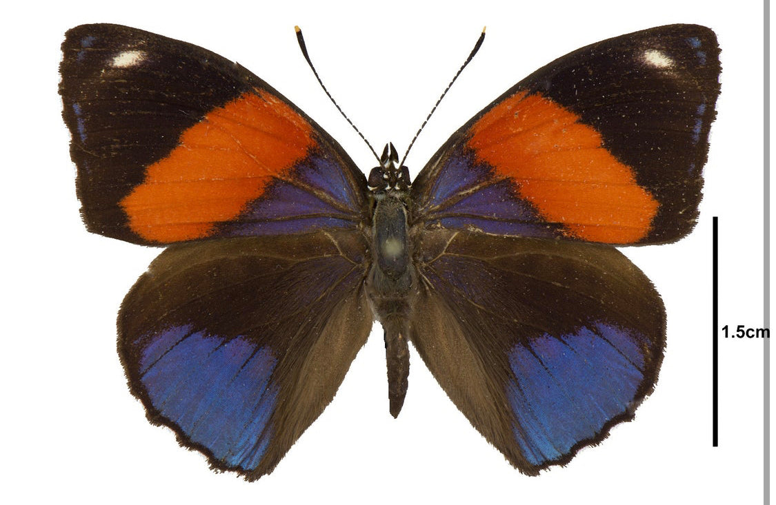 88 Butterfly, Callicore hystaspes, eighty-eight - Little Caterpillar Art Little Caterpillar Art