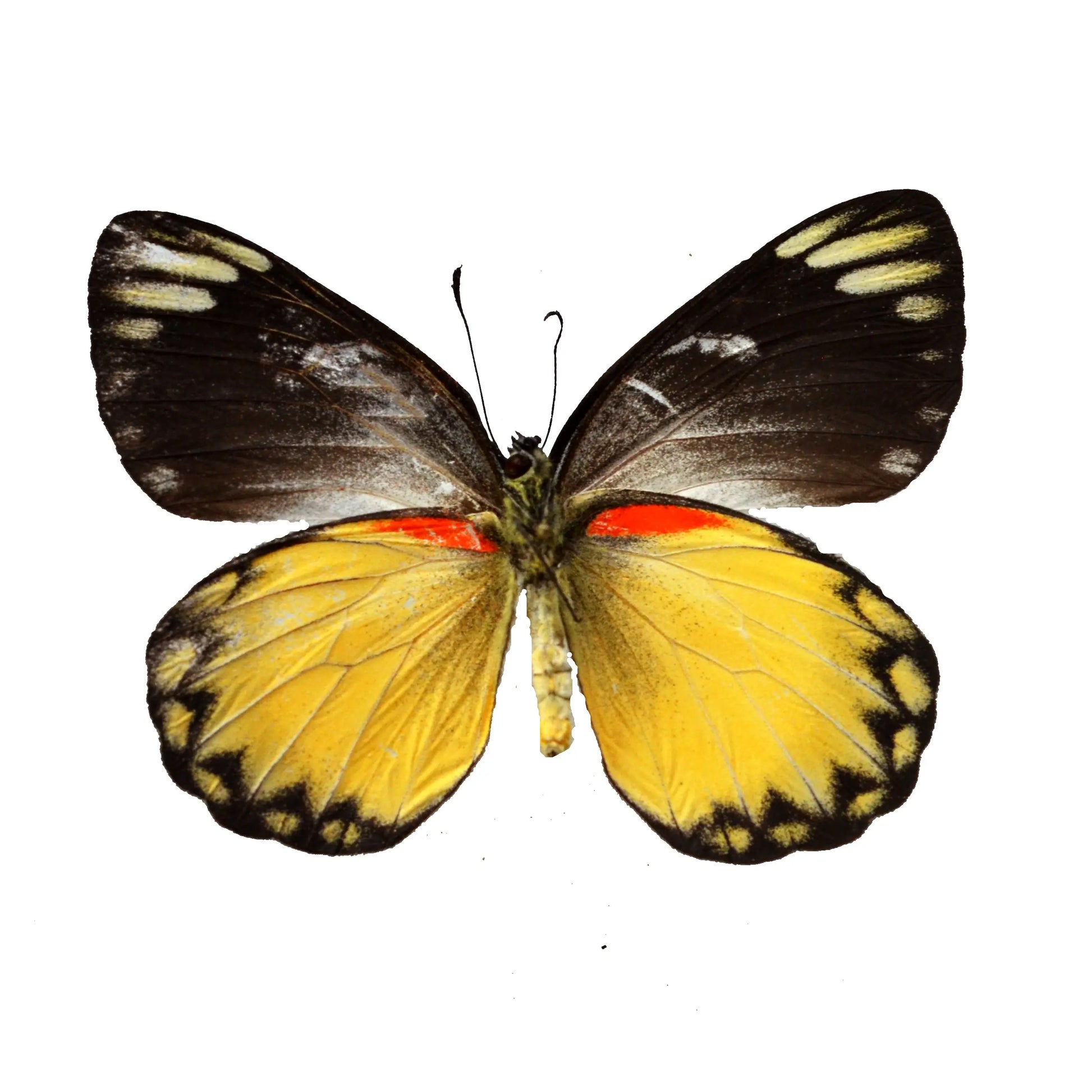 Delias belisama, JEZEBEL BUTTERFLY - Little Caterpillar Art Little Caterpillar Art Butterfly Specimens