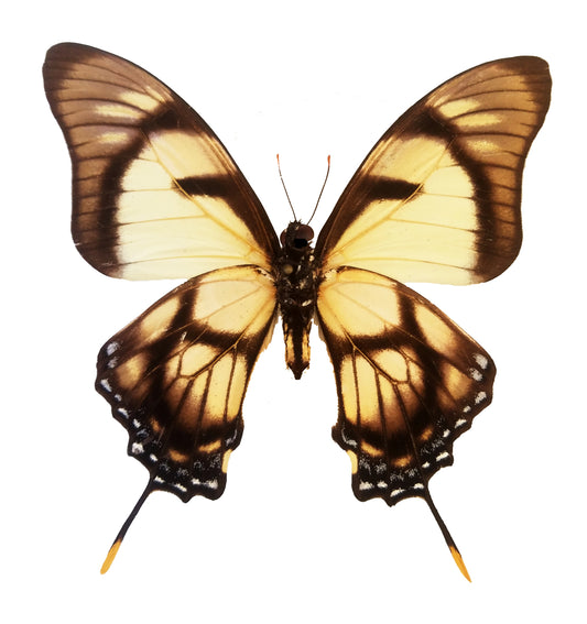 Eurytides dolicaon, Kite Swallowtail - Little Caterpillar Art Little Caterpillar Art Butterfly Specimens