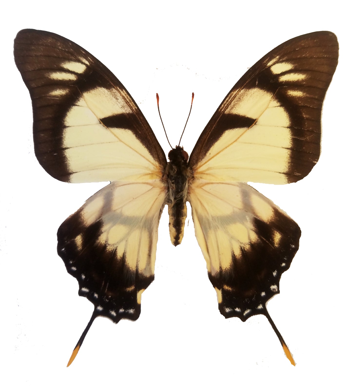 Eurytides dolicaon, Kite Swallowtail - Little Caterpillar Art Little Caterpillar Art Butterfly Specimens