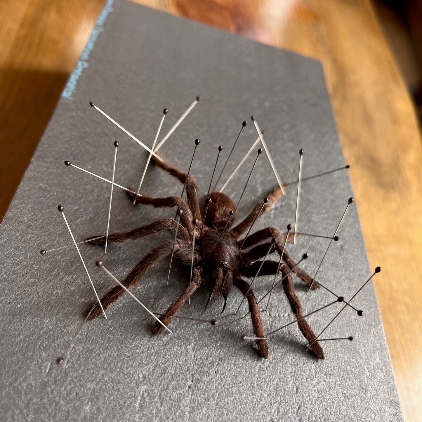 Cocoa tarantula 'Eurypelma spinicrus' Unspread Spider