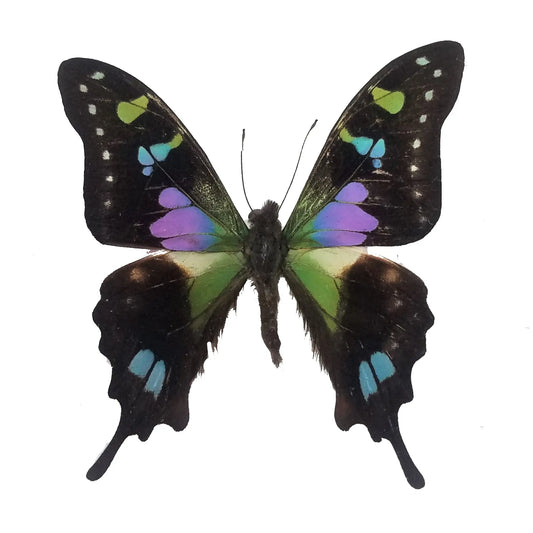 Graphium weiskei, Purple Spotted Swallowtail - Little Caterpillar Art Little Caterpillar Art Butterfly Specimens