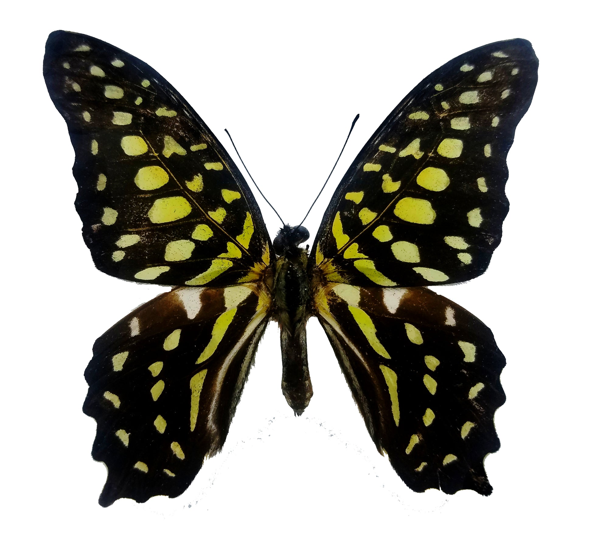 Graphium agamemnon, the Tailed Jay Butterfly - Little Caterpillar Art Little Caterpillar Art Butterfly Specimens