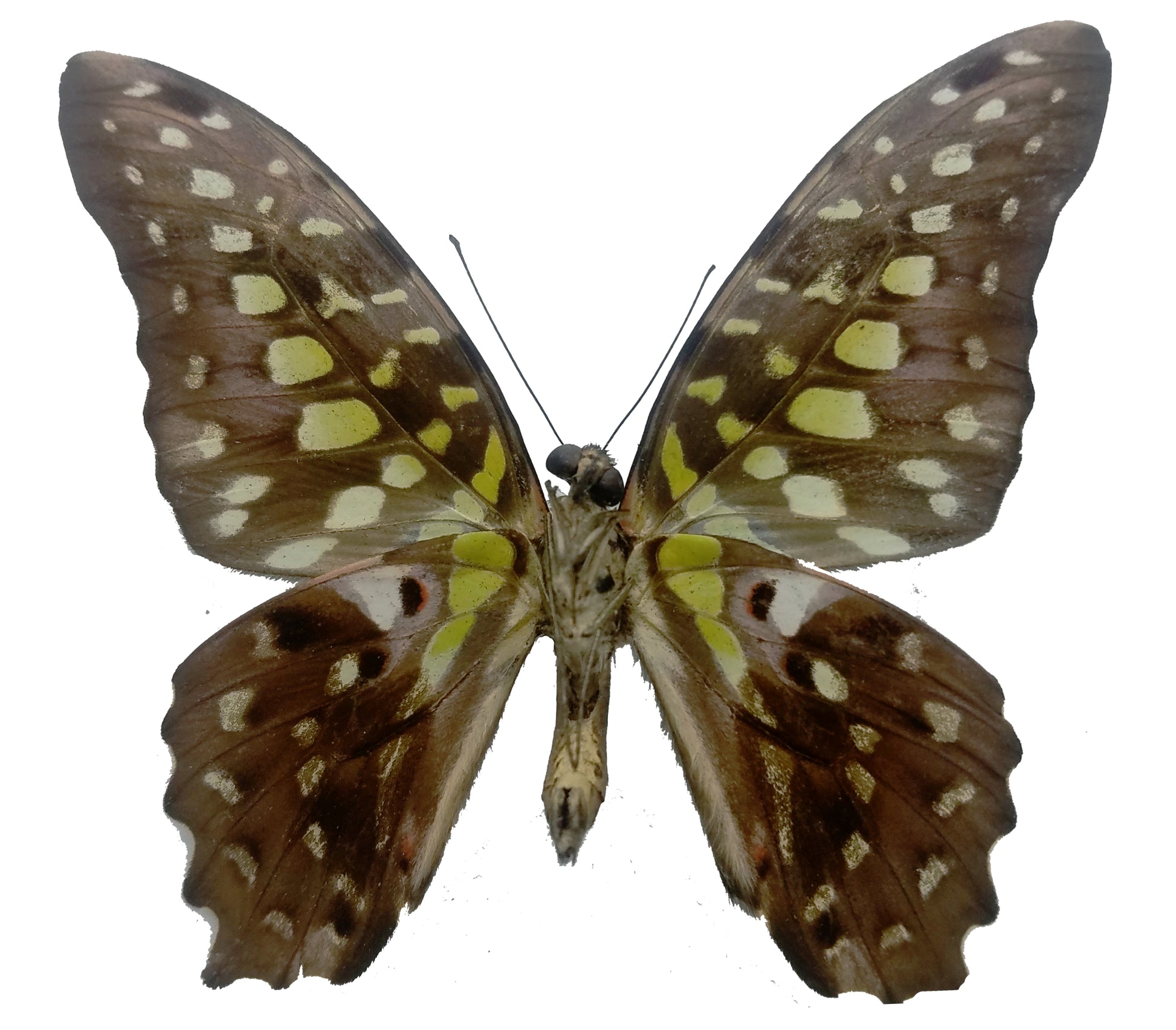 Graphium agamemnon, the Tailed Jay Butterfly - Little Caterpillar Art Little Caterpillar Art Butterfly Specimens