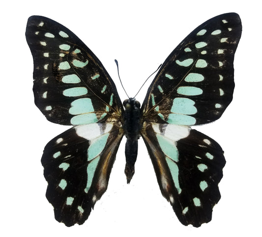Graphium eurypylus, Great Jay Butterfly - Little Caterpillar Art Little Caterpillar Art Butterfly Specimens