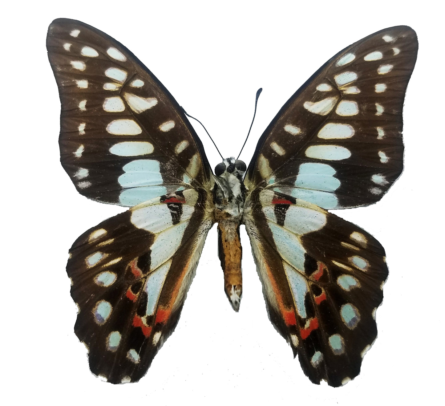 Graphium eurypylus, Great Jay Butterfly - Little Caterpillar Art Little Caterpillar Art Butterfly Specimens