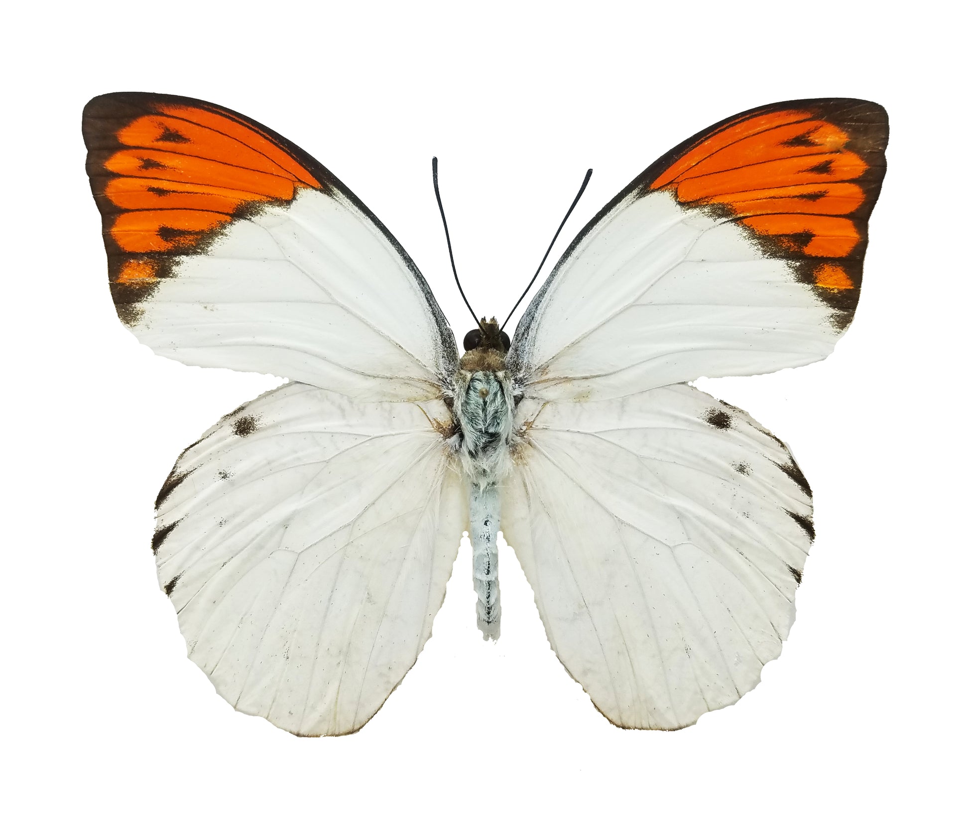 Hebomoia glaucippe, Great Orange Tip - Little Caterpillar Art Little Caterpillar Art Butterfly Specimens