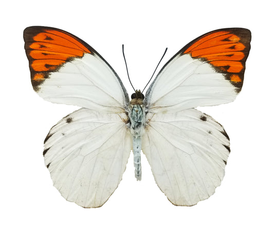 Hebomoia glaucippe, Great Orange Tip - Little Caterpillar Art Little Caterpillar Art Butterfly Specimens