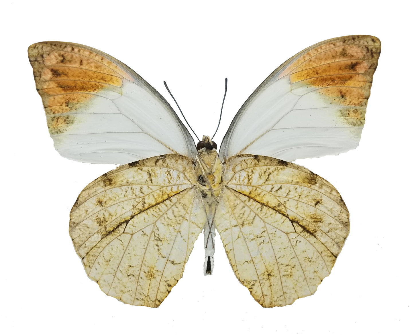 Hebomoia glaucippe, Great Orange Tip - Little Caterpillar Art Little Caterpillar Art Butterfly Specimens