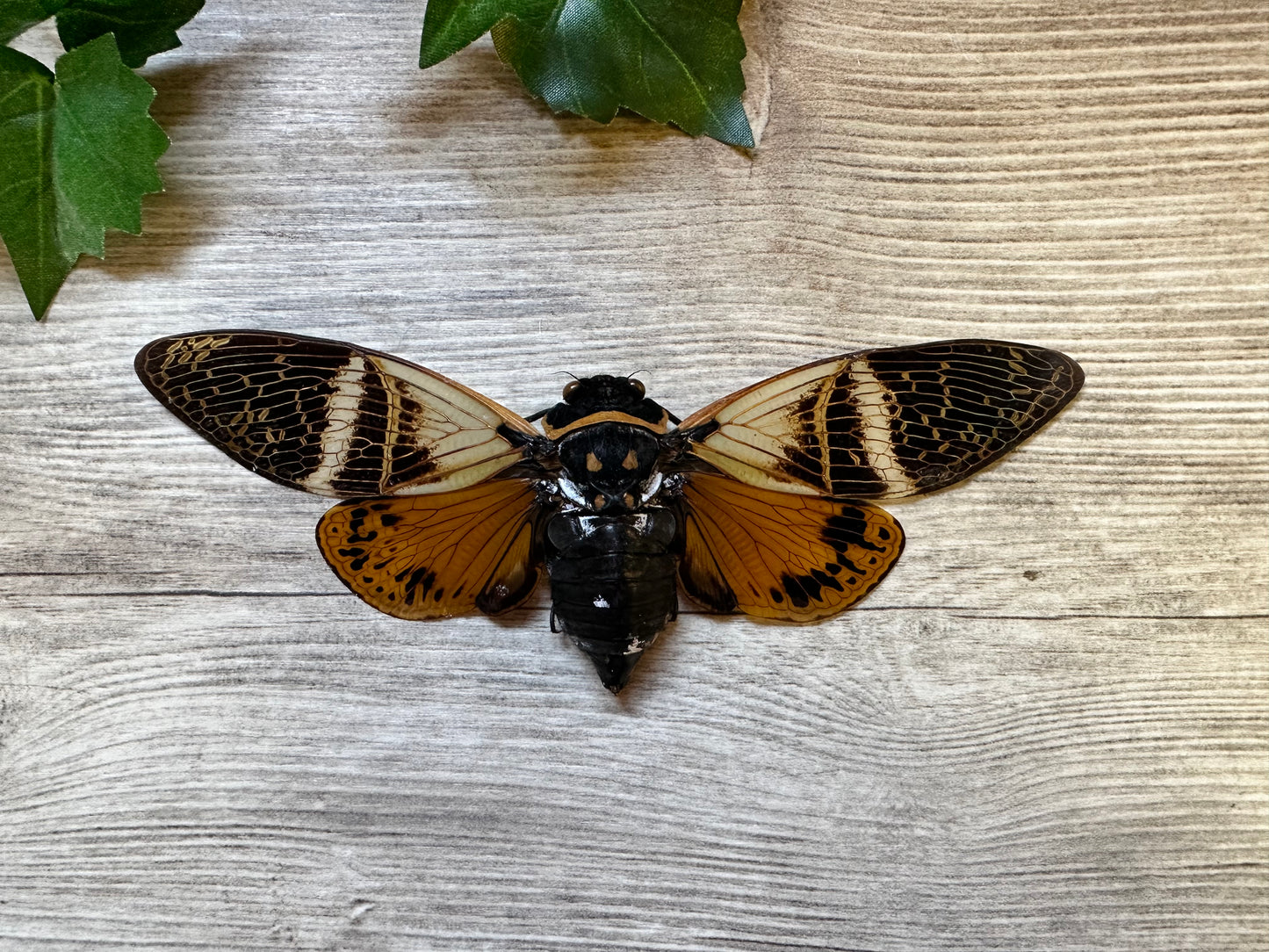 REAL Angamiana floridula Big Cicada WINGS SPREAD