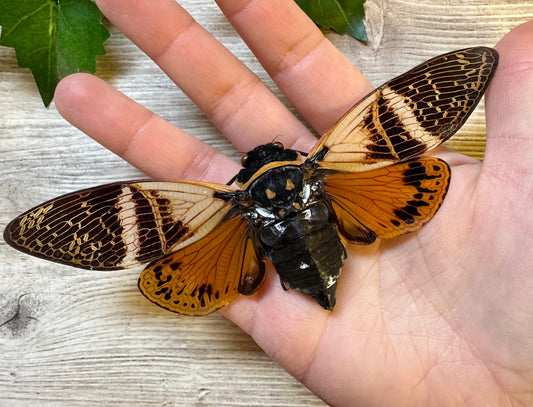 REAL Angamiana floridula Big Cicada WINGS SPREAD
