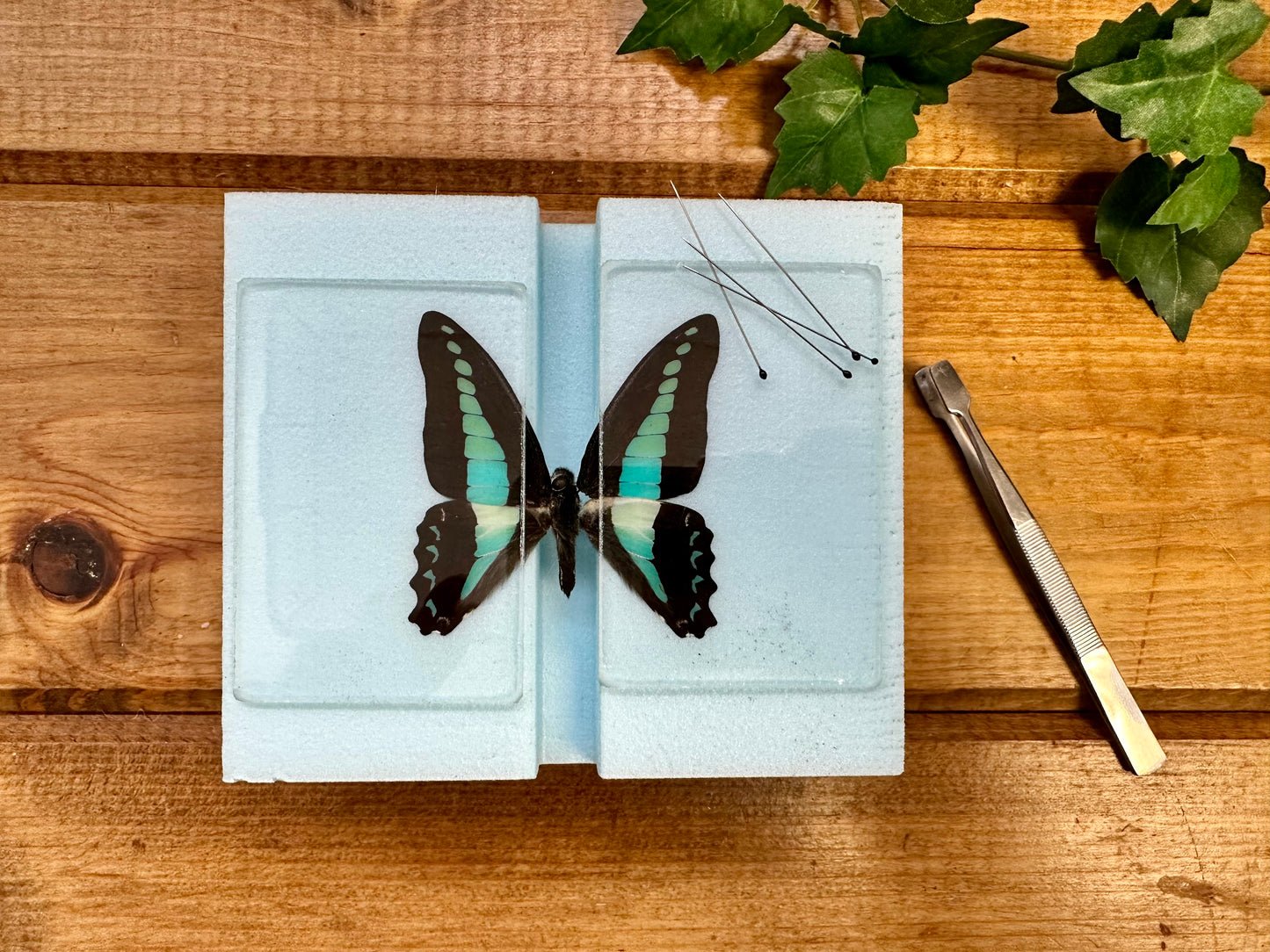 MINI Butterfly Spreading Mounting Board High Density Polyethylene Entomology Supplies