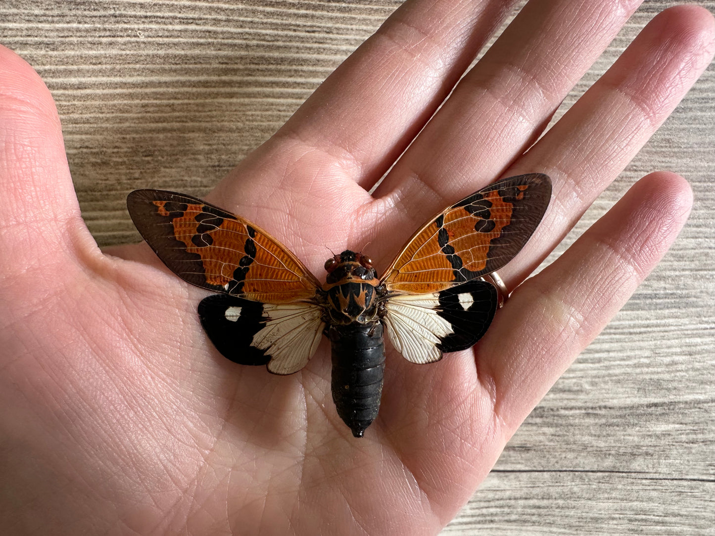 REAL Cicada ‘Gaeana festiva’ White Form WINGS SPREAD OPEN