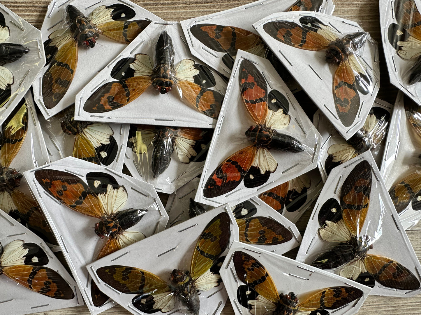 REAL Cicada ‘Gaeana festiva’ White Form WINGS SPREAD OPEN