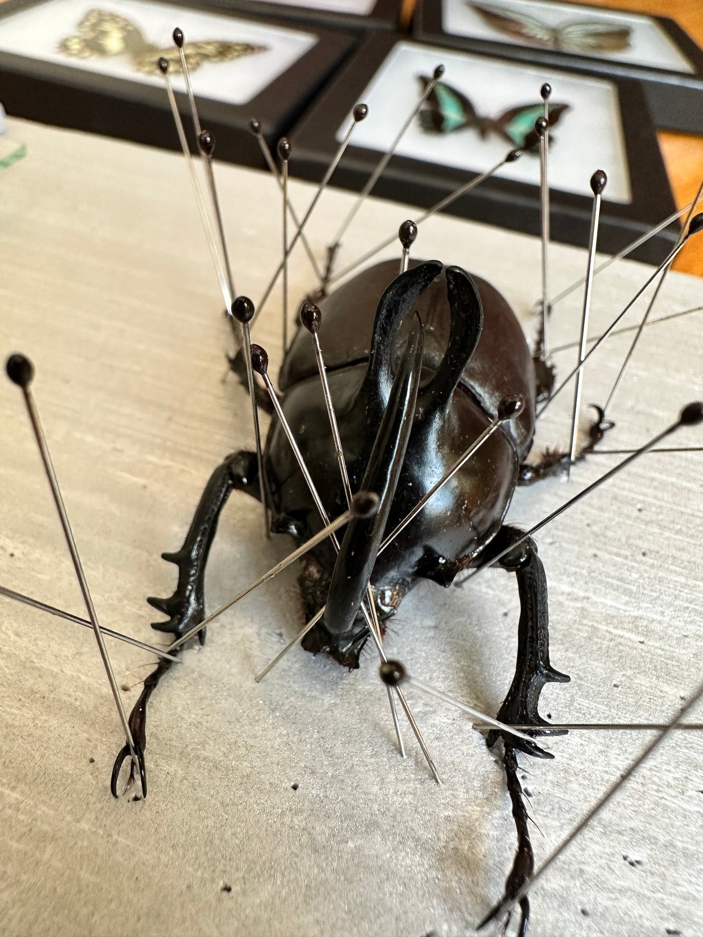 Rabbit Ears Beetle 'Eupatorus birmanicus'