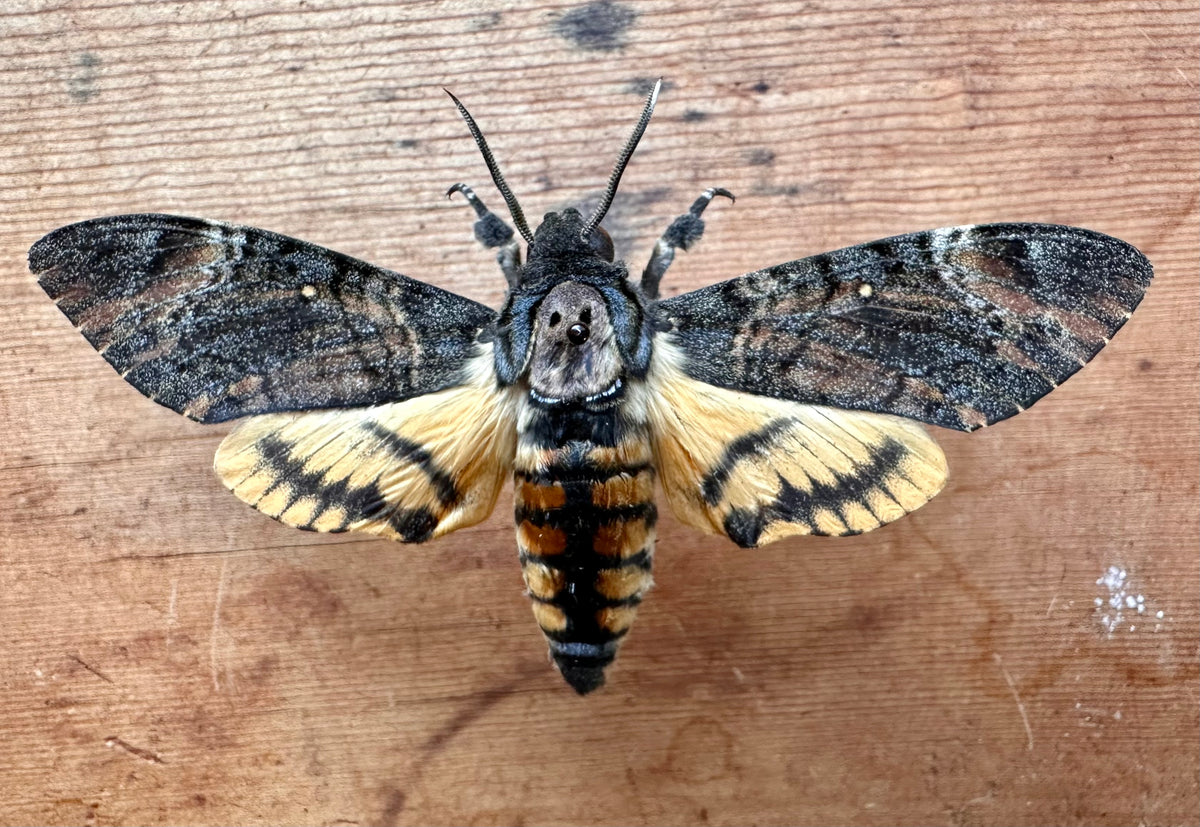 Death's Head Hawk Moth - Acherontia — The Butterfly Babe