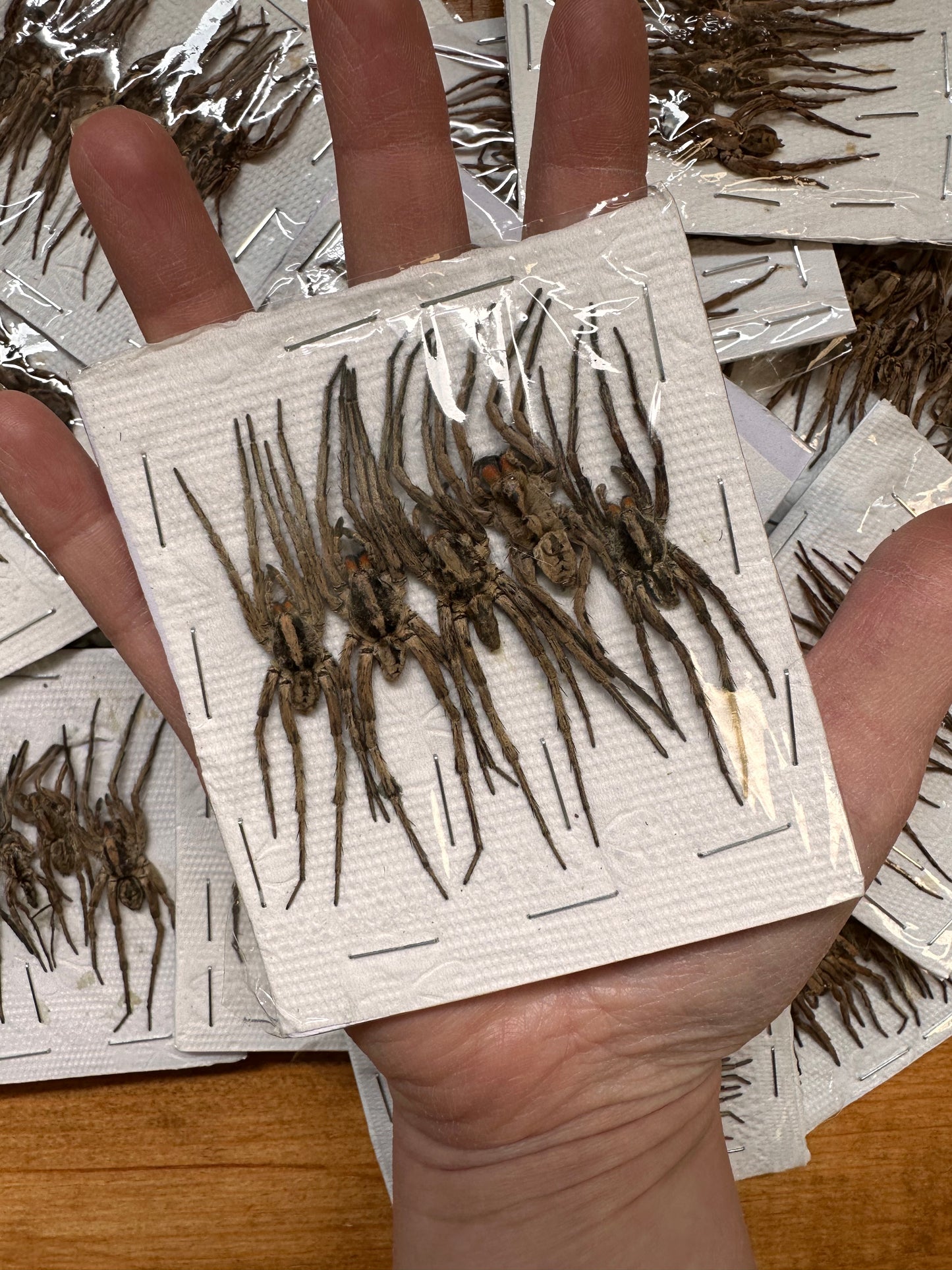 Pack of 5 Wolf Spiders 'Lycosidae sp.'