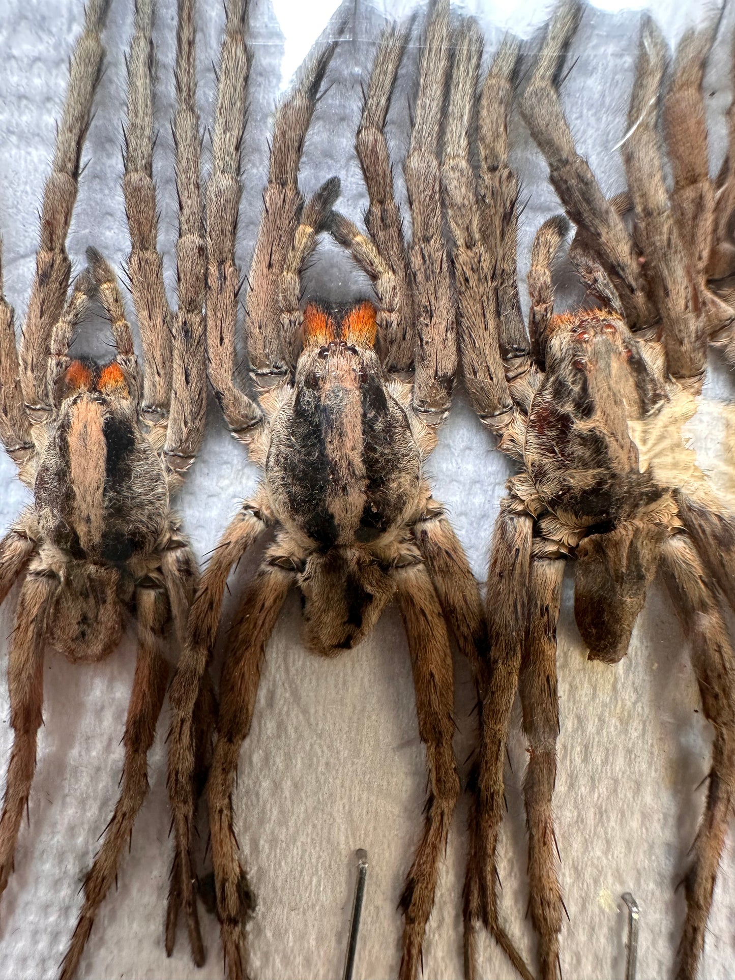 Pack of 5 Wolf Spiders 'Lycosidae sp.'