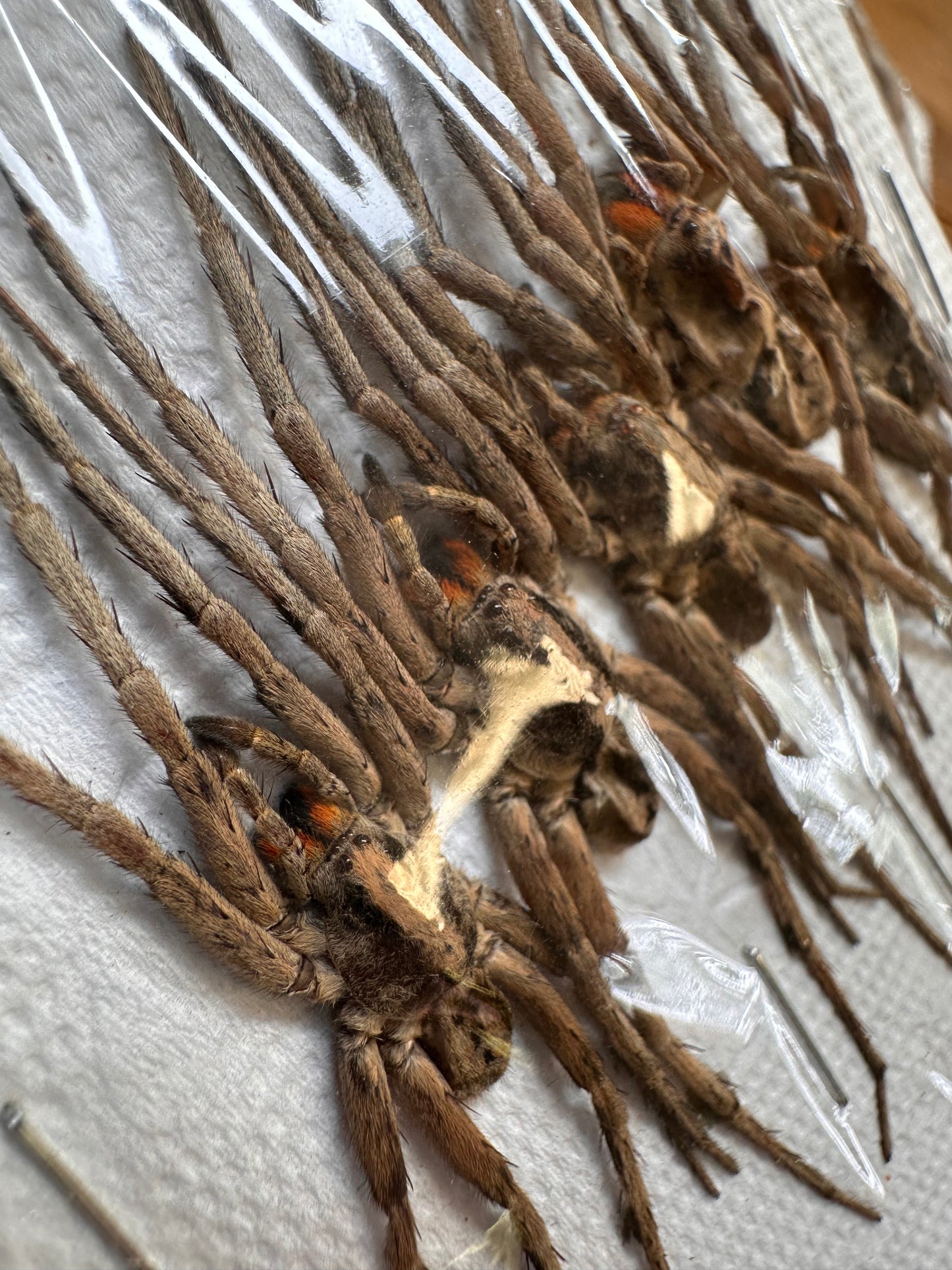 Pack of 5 Wolf Spiders 'Lycosidae sp.'