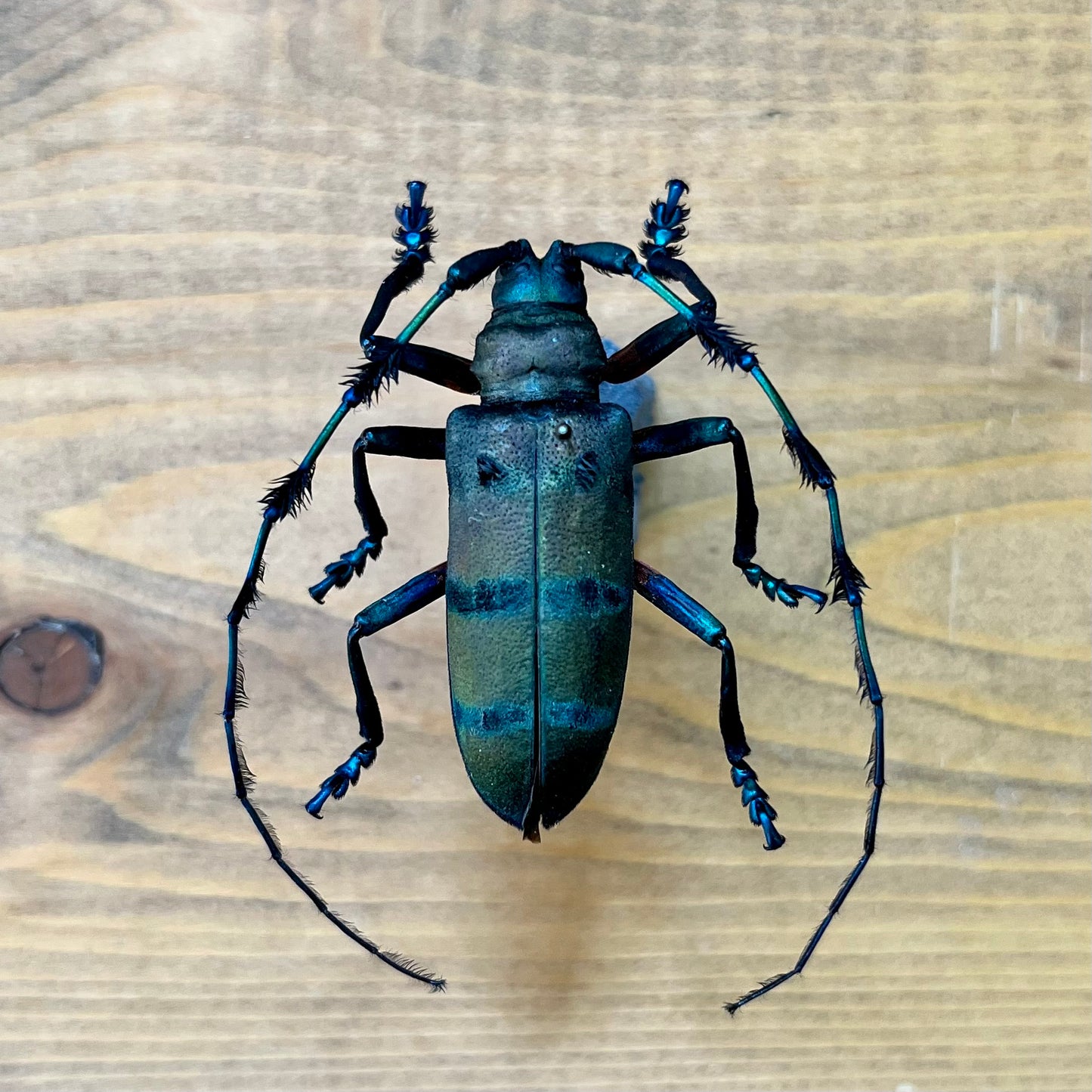 REAL Diastocera wallichi Longhorn Beetle, unmounted/unspread - Little Caterpillar Art Little Caterpillar Art