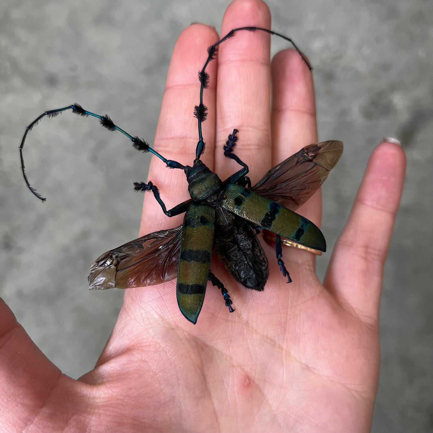 REAL Diastocera wallichi Longhorn Beetle, unmounted/unspread - Little Caterpillar Art Little Caterpillar Art