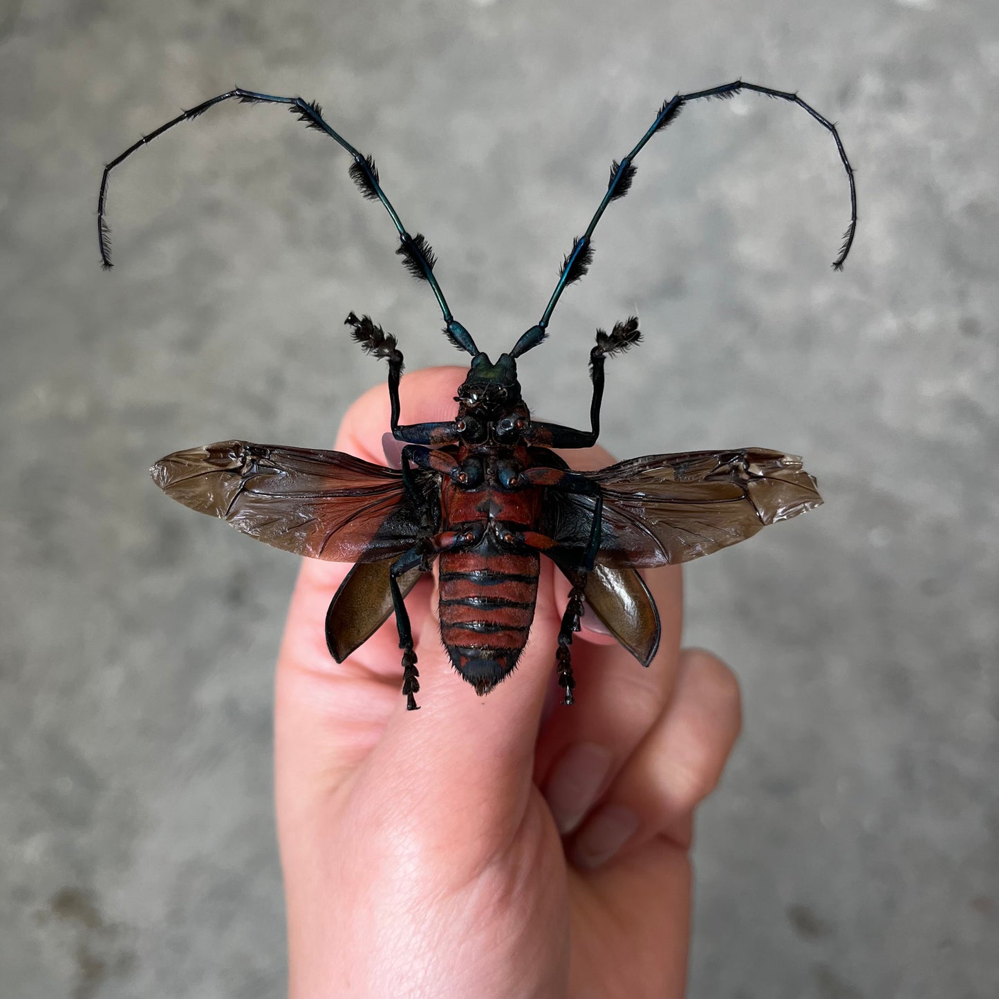 REAL Diastocera wallichi Longhorn Beetle, unmounted/unspread - Little Caterpillar Art Little Caterpillar Art