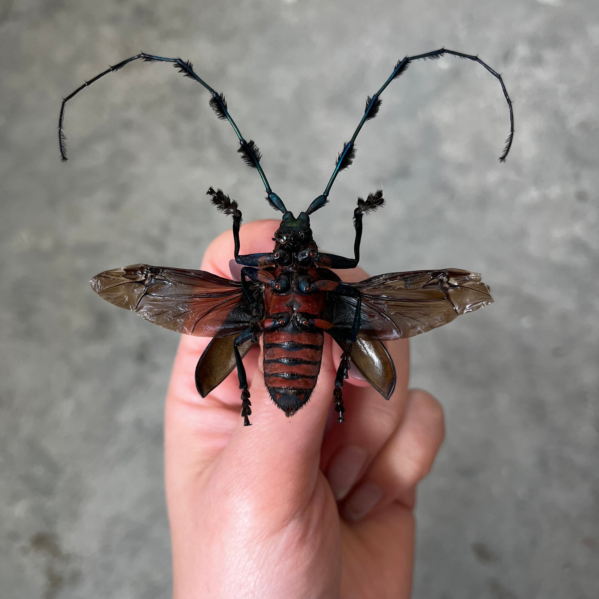 REAL Diastocera wallichi Longhorn Beetle, unmounted/unspread - Little Caterpillar Art Little Caterpillar Art