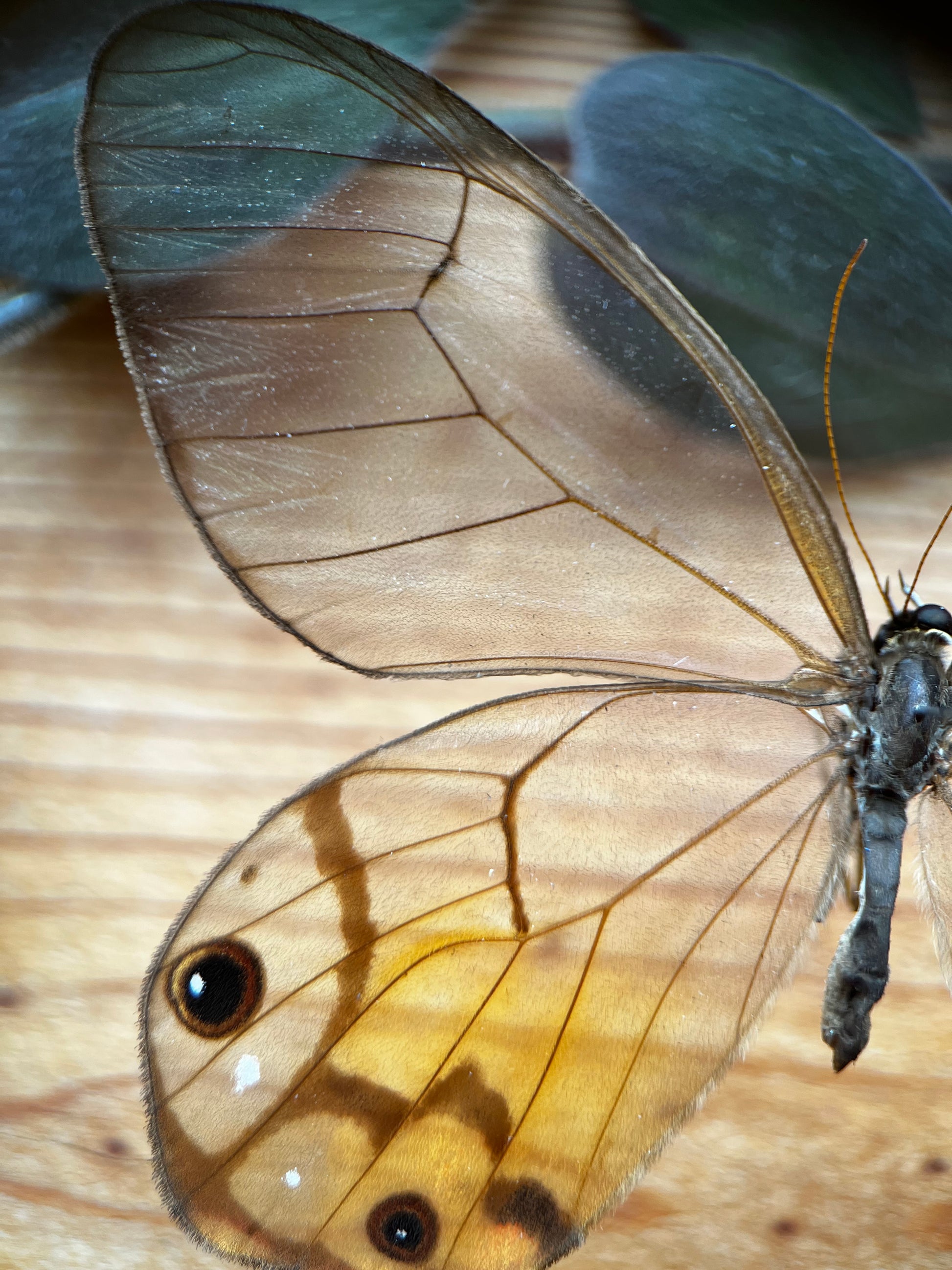 Amber Phantom Butterfly Haetera piera CLEAR WING BUTTERFLY - Little Caterpillar Art Little Caterpillar Art
