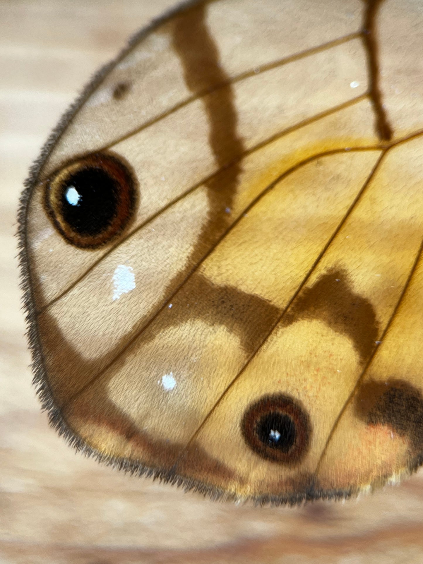 Amber Phantom Butterfly Haetera piera CLEAR WING BUTTERFLY - Little Caterpillar Art Little Caterpillar Art
