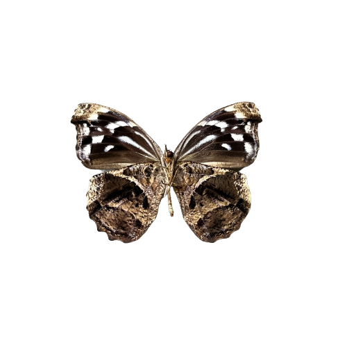 The Mexican Bluewing Butterfly Myscelia ethusa Unspread - Little Caterpillar Art Little Caterpillar Art