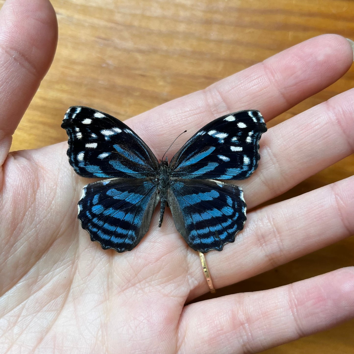 The Mexican Bluewing Butterfly Myscelia ethusa Unspread - Little Caterpillar Art Little Caterpillar Art
