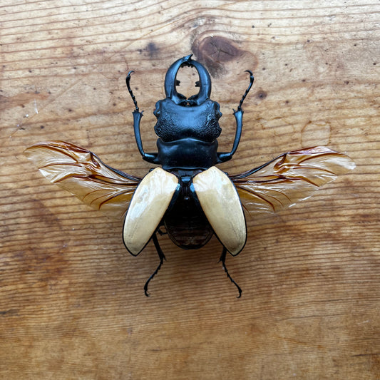 BIG Stag Beetle Odontolabis ludekingi Unspread - Little Caterpillar Art Little Caterpillar Art