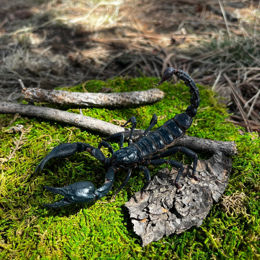 GIANT Laos Black Forest Scorpion Heterometrus laoticus - Little Caterpillar Art Little Caterpillar Art