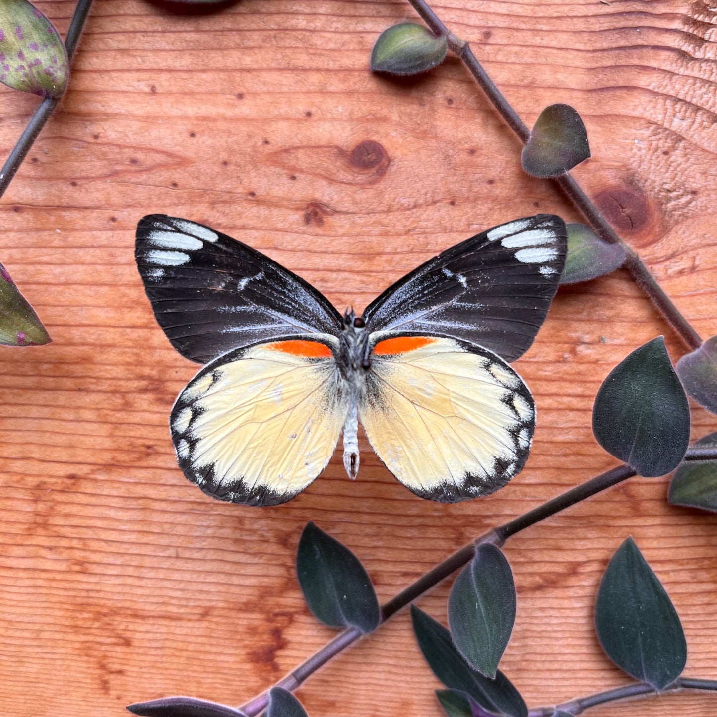 Delias belisama, JEZEBEL BUTTERFLY