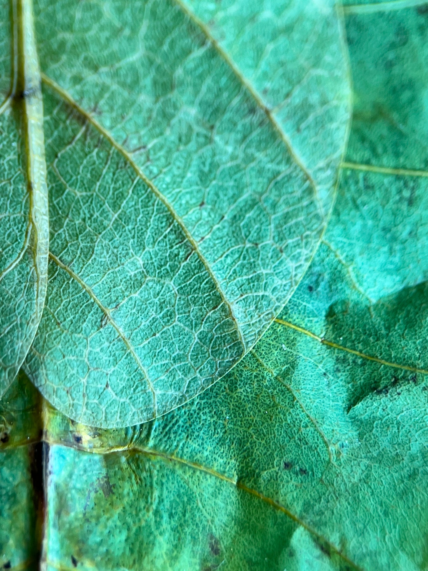 Phyllium pulchrifolium, leaf insect