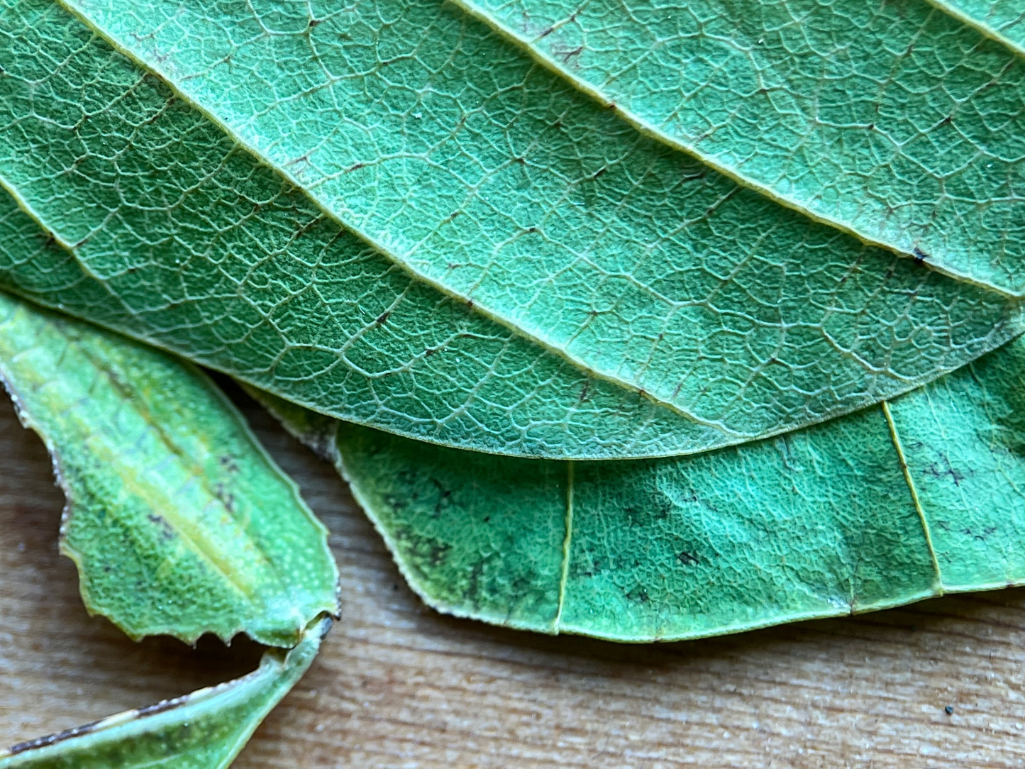 Phyllium pulchrifolium, leaf insect